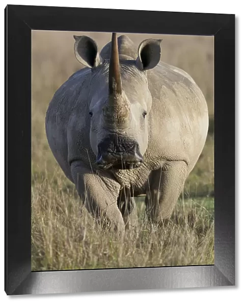 White rhino (Ceratotherium simum) female portrait, portrait, Nakuru National Park, Kenya