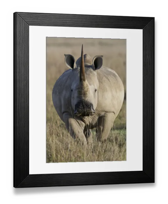 Framed Print : White rhino (Ceratotherium simum) female portrait, portrait, Nakuru National Park, Kenya Framed Print : White rhino (Ceratotherium simum) female portrait, portrait, Nakuru National Park, Kenya