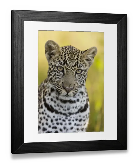 Framed Print : Leopard (Panthera pardus) young male, portraits, Masai-Mara Game Reserve, Kenya Framed Print : Leopard (Panthera pardus) young male, portraits, Masai-Mara Game Reserve, Kenya