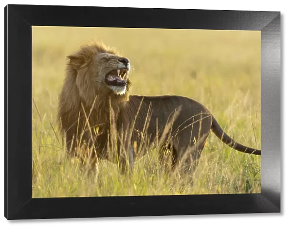 Lion (Panthera leo) male smelling, flehmen response, Masai-Mara Game Reserve, Kenya