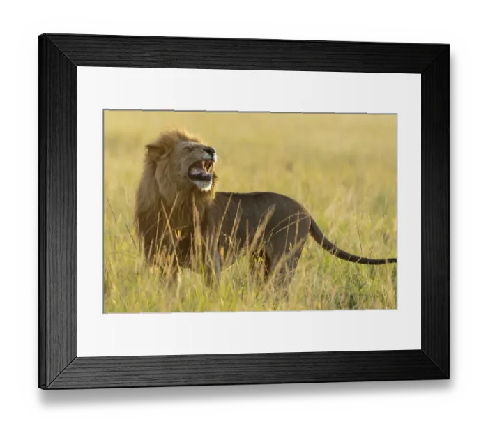 Framed Print : Lion (Panthera leo) male smelling, flehmen response, Masai-Mara Game Reserve, Kenya Framed Print : Lion (Panthera leo) male smelling, flehmen response, Masai-Mara Game Reserve, Kenya