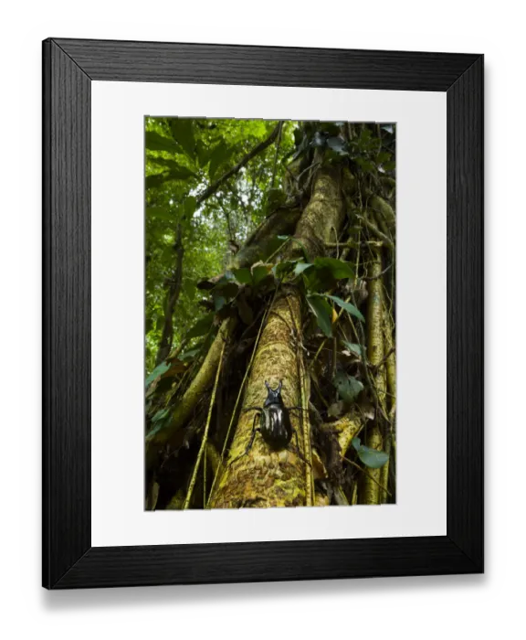 Framed Print : Rhinoceros beetle (Chalcosoma moellenkampi) climbing up tree trunk, Danum Valley Reserve Framed Print : Rhinoceros beetle (Chalcosoma moellenkampi) climbing up tree trunk, Danum Valley Reserve