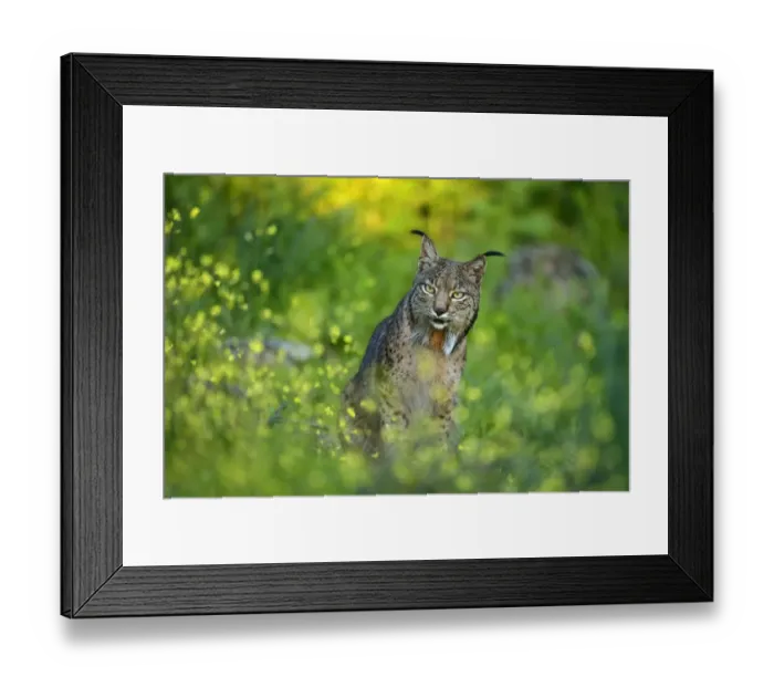Framed Print : Wild Iberian Lynx (Lynx pardinus) male, Sierra de Andujar Natural Park, Jaen, Andalucia Framed Print : Wild Iberian Lynx (Lynx pardinus) male, Sierra de Andujar Natural Park, Jaen, Andalucia