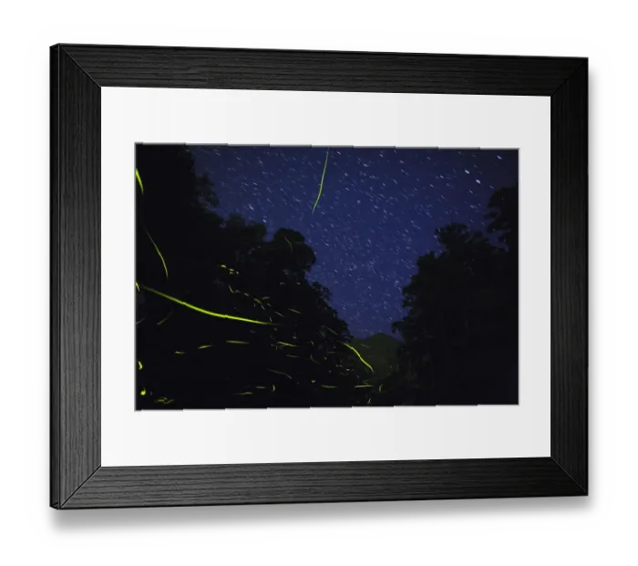 Framed Print : Japanese fireflies (Luciola cruciata) in flight at night, endemic species, Yaku-shima Framed Print : Japanese fireflies (Luciola cruciata) in flight at night, endemic species, Yaku-shima