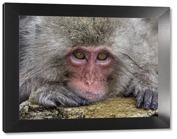 Japanese Macaque (Macaca fuscata) positioned on the edge of the hot springs with head on rock