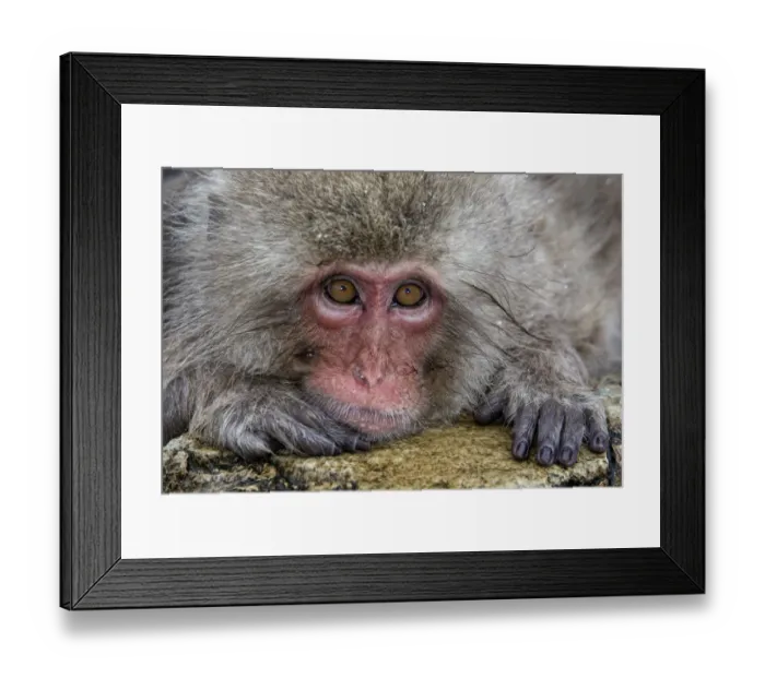 Framed Print : Japanese Macaque (Macaca fuscata) positioned on the edge of the hot springs with head on rock Framed Print : Japanese Macaque (Macaca fuscata) positioned on the edge of the hot springs with head on rock
