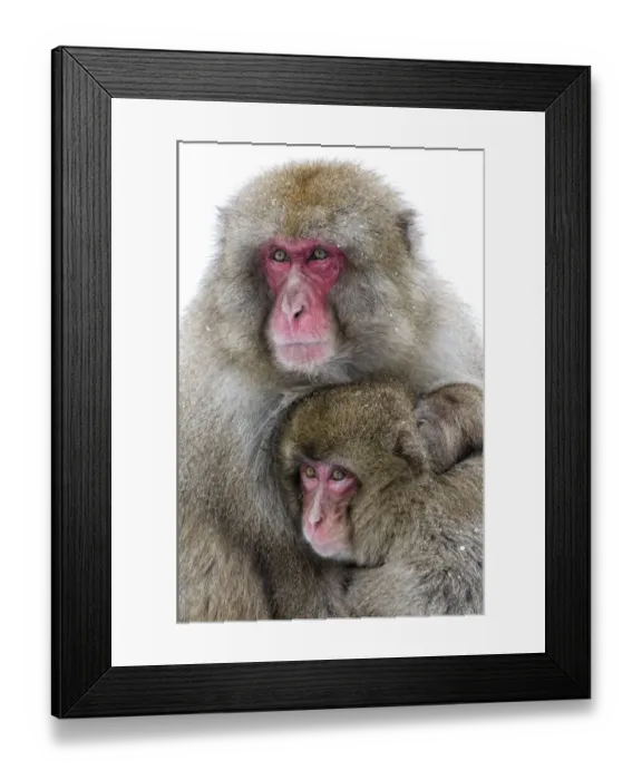 Framed Print : Japanese Macaque (Macaca fuscata) male holding onto his female mate defensively, Jigokudani Framed Print : Japanese Macaque (Macaca fuscata) male holding onto his female mate defensively, Jigokudani