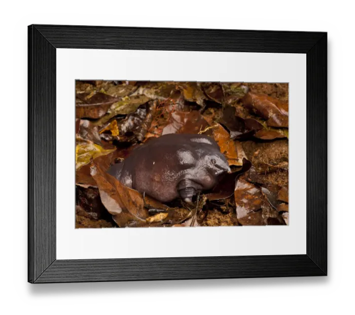 Framed Print : Pig-nosed frog 1+Nasikabatrachus sahyadrensis+2 in leaf litter, Western Ghats, India Framed Print : Pig-nosed frog 1+Nasikabatrachus sahyadrensis+2 in leaf litter, Western Ghats, India