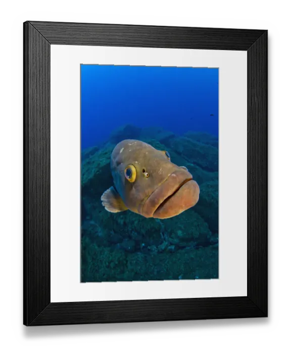 Framed Print : A portrait of a large male Dusky grouper (Epinephelus marginatus). Lavezzi Islands Framed Print : A portrait of a large male Dusky grouper (Epinephelus marginatus). Lavezzi Islands