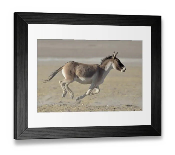 Framed Print : Tibetan Wild Ass / Kiang, (Equus kiang) running, ChangThang, Tso Kar lake, at altitude of 4600m Framed Print : Tibetan Wild Ass / Kiang, (Equus kiang) running, ChangThang, Tso Kar lake, at altitude of 4600m