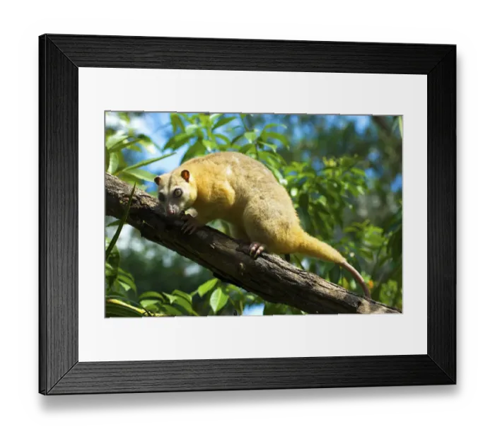 Framed Print : Common Cuscus (Phalanger orientalis) captive occurs in Timor to New Guinea. Captive