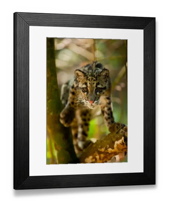 : Clouded leopard (Neofelis nebulosa) portrait, Assam, India, captive. Vulnerable species : Clouded leopard (Neofelis nebulosa) portrait, Assam, India, captive. Vulnerable species