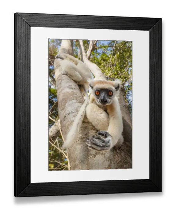 Framed Print : Golden-crowned Sifaka or Tattersalls Sifaka (Propithecus tattersalli) climbing