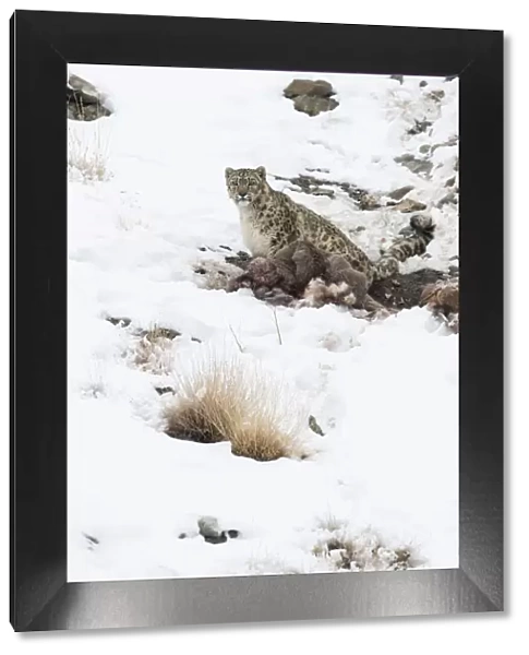 Snow Leopard (Uncia uncia) with Himalayan Blue Sheep (Pseudois nayaur) kill, Hemas National Park