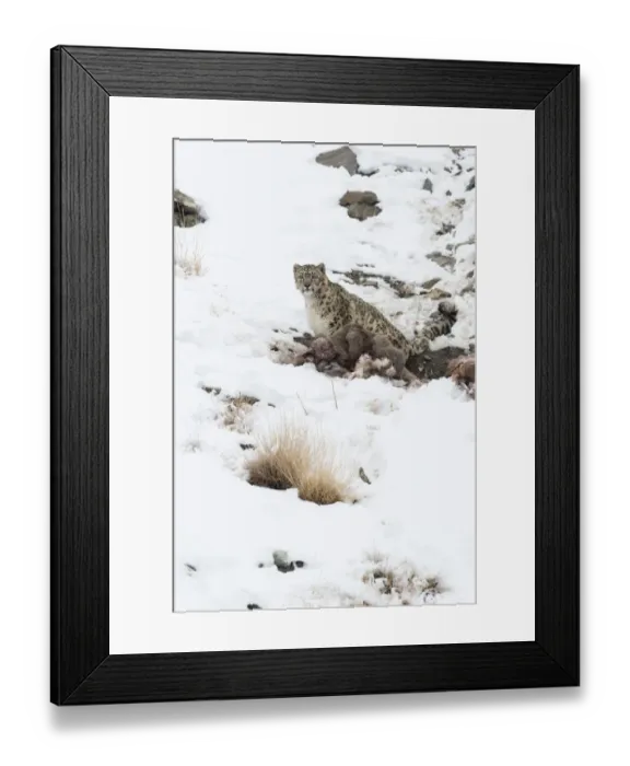Framed Print : Snow Leopard (Uncia uncia) with Himalayan Blue Sheep (Pseudois nayaur) kill, Hemas National Park Framed Print : Snow Leopard (Uncia uncia) with Himalayan Blue Sheep (Pseudois nayaur) kill, Hemas National Park