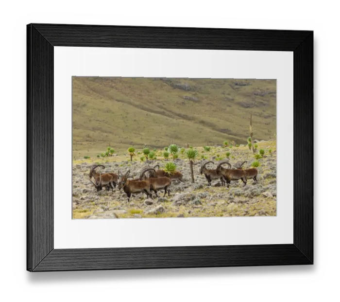 Framed Print : Walia ibex (Capra walie) herd, Simien Mountains National Park, Ethiopia Framed Print : Walia ibex (Capra walie) herd, Simien Mountains National Park, Ethiopia