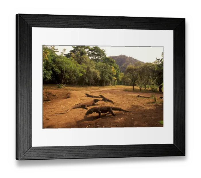 Framed Print : Komodo dragons (Varanus komodoensis) in forest clearing, Komodo Island, Indonesia Framed Print : Komodo dragons (Varanus komodoensis) in forest clearing, Komodo Island, Indonesia
