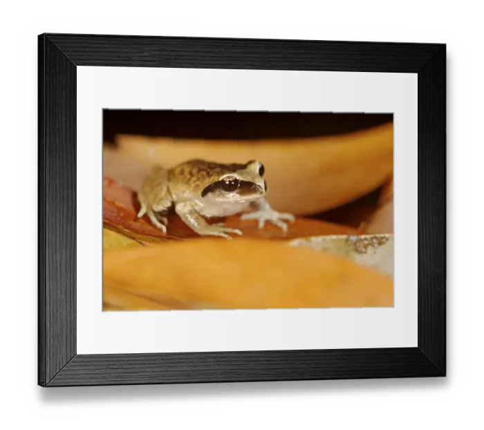 Framed Print : Vanzolinis Spiny-chest Frog 1+Alsodes vanzolinii+2 on Eucalyptus leaves, endemic