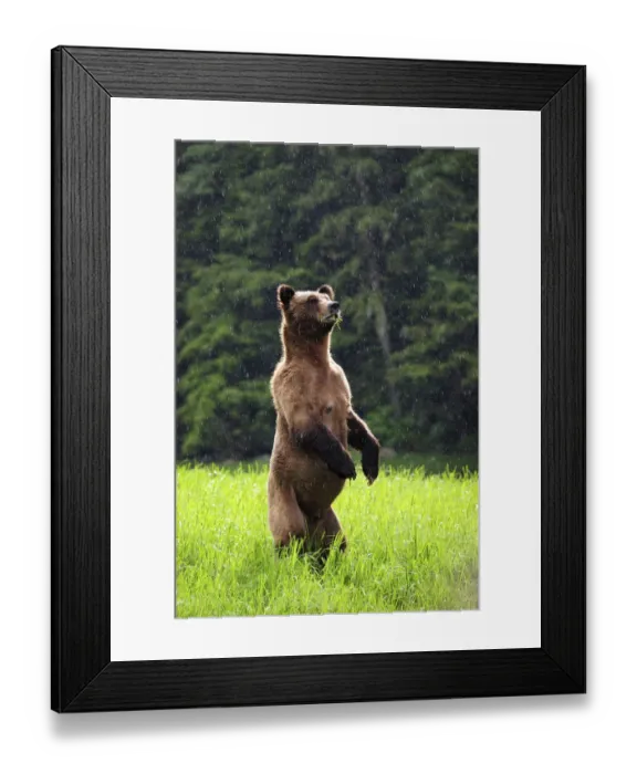 Framed Print : Female Grizzly bear (Ursus arctos horribilis) standing up in alert and looking around Framed Print : Female Grizzly bear (Ursus arctos horribilis) standing up in alert and looking around
