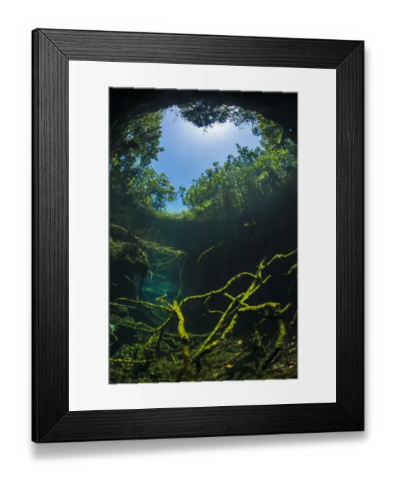 Framed Print : Old tree branches on the floor of Cenote pool, beneath the forest canopy with Snell Framed Print : Old tree branches on the floor of Cenote pool, beneath the forest canopy with Snell