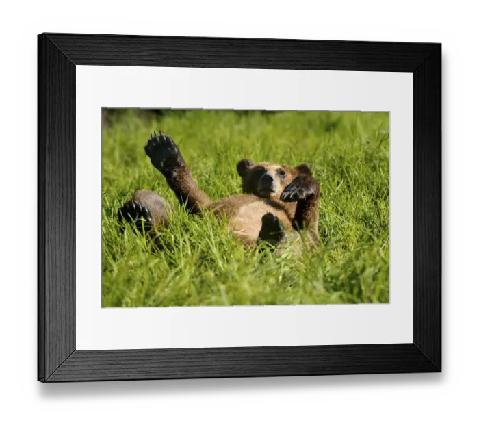 Framed Print : Grizzly bear cub (Ursus arctos horribilis) resting in the sedges, Khutzeymateen Grizzly Framed Print : Grizzly bear cub (Ursus arctos horribilis) resting in the sedges, Khutzeymateen Grizzly