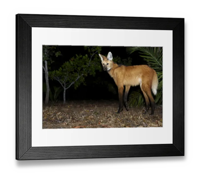 Framed Print : Maned wolf (Chrysocyon brachyurus) searching for food, Piaui, Cerrado, Brazil, South Framed Print : Maned wolf (Chrysocyon brachyurus) searching for food, Piaui, Cerrado, Brazil, South