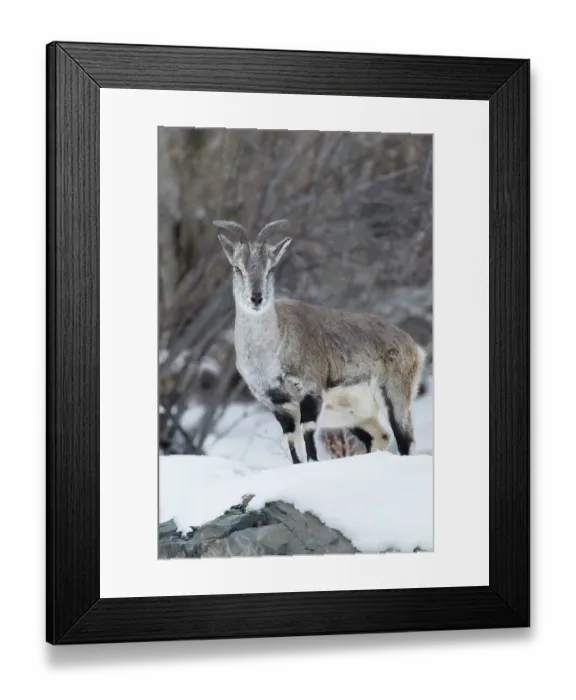 Framed Print : Himalayan Blue sheep (Pseudois nayaur) Hemas National Park, Ladakh, India Framed Print : Himalayan Blue sheep (Pseudois nayaur) Hemas National Park, Ladakh, India