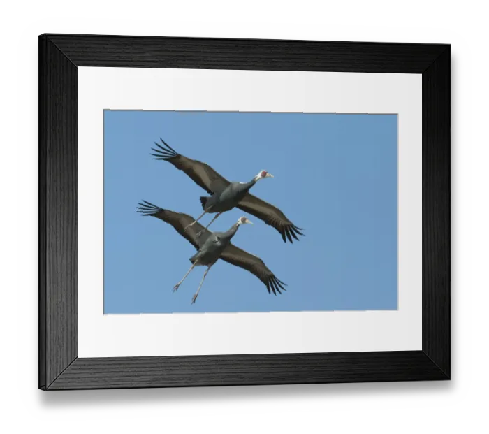 Framed Print : White naped cranes (Grus vipio) in flight, Kyushu, Japan Framed Print : White naped cranes (Grus vipio) in flight, Kyushu, Japan