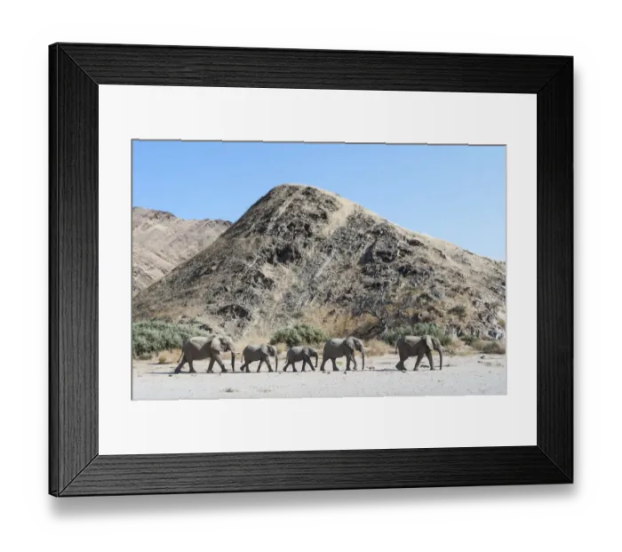 Framed Print : African elephant (Loxodonta africana) herd walking in procession, Kaokoveld Desert Framed Print : African elephant (Loxodonta africana) herd walking in procession, Kaokoveld Desert