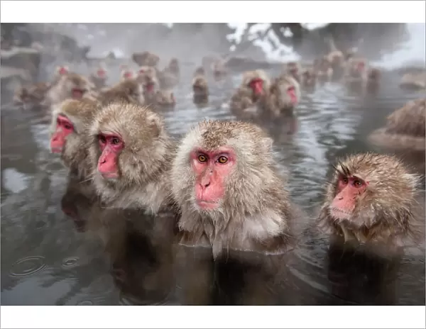 Japanese Macaques (Macaca fuscata) in hot springs, Jigokudani, Nagano Prefecture