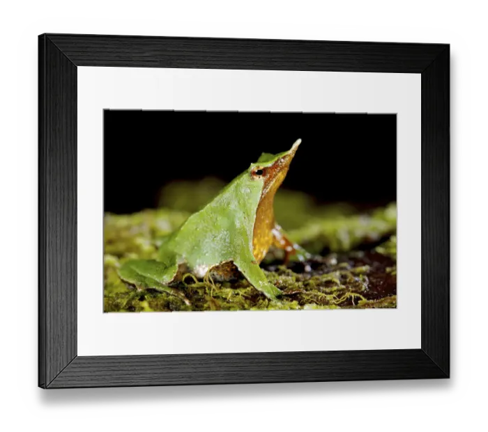 Framed Print : Male green Darwins Frog (Rhinoderma darwinii) with young in vocal pouch, Chile Framed Print : Male green Darwins Frog (Rhinoderma darwinii) with young in vocal pouch, Chile