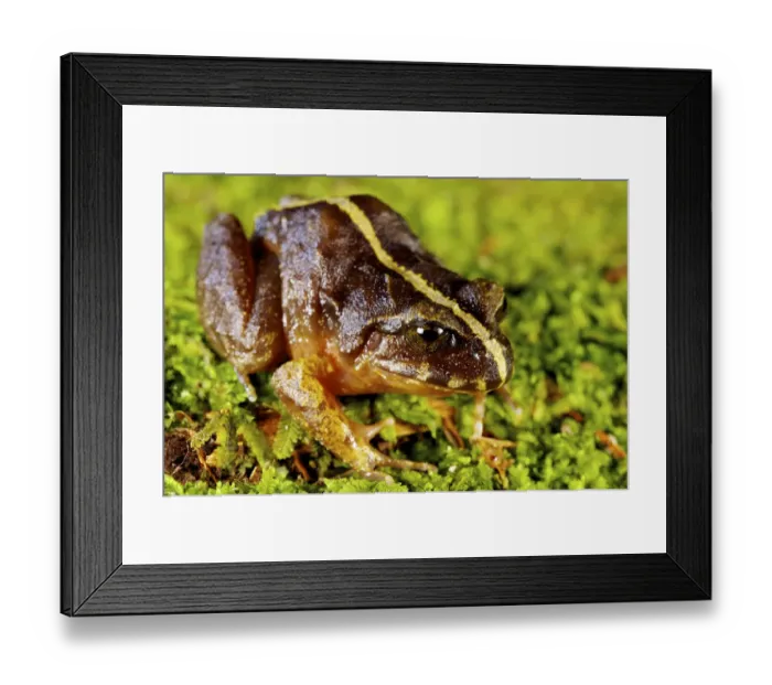 Framed Print : Valdivia Ground Frog 1+Eupsophus vertebralis+2 Oncol Park, Chile, January Framed Print : Valdivia Ground Frog 1+Eupsophus vertebralis+2 Oncol Park, Chile, January