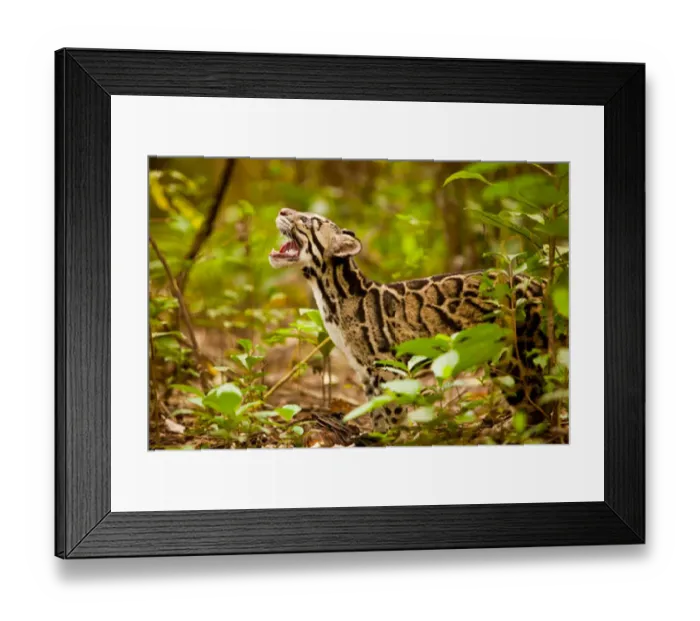 : Clouded leopard (Neofelis nebulosa) in profile with mouth open, Assam, India, captive : Clouded leopard (Neofelis nebulosa) in profile with mouth open, Assam, India, captive