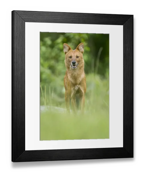 Framed Print : Asiatic wild dog / Dhole (Cuon alpinus) at a coffee plantation, Mudumalai National Park Framed Print : Asiatic wild dog / Dhole (Cuon alpinus) at a coffee plantation, Mudumalai National Park