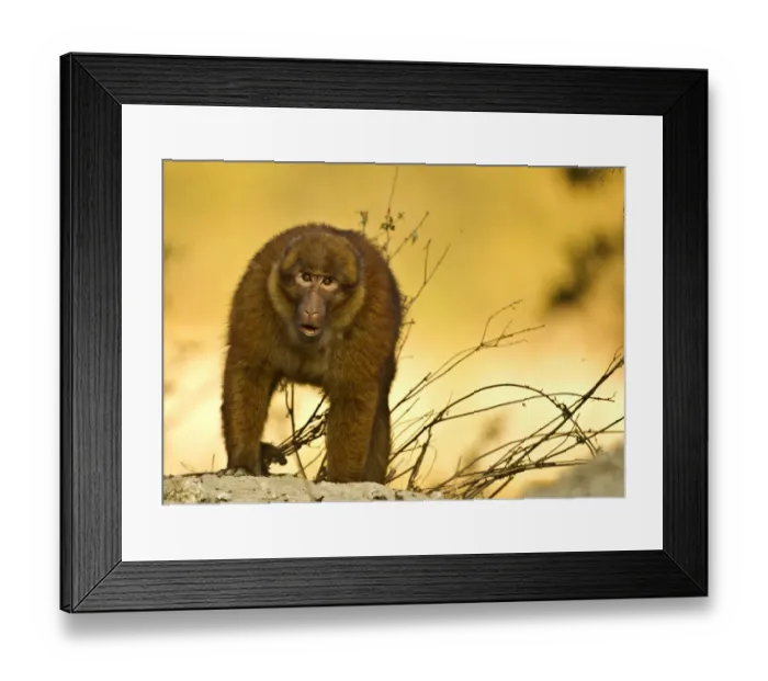 Framed Print : Arunachal macaque (Macaca munzala) Tawang, Arunachal Pradesh, India. Endangered species