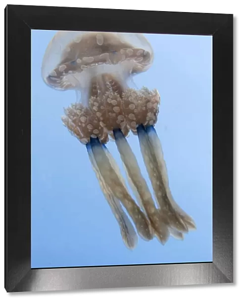 Spotted jellyfish (Mastigias papua) Inanuran Island, Danajon Bank, Central Visayas