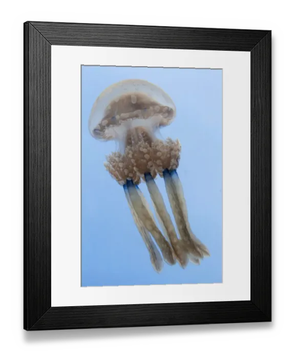 Framed Print : Spotted jellyfish (Mastigias papua) Inanuran Island, Danajon Bank, Central Visayas Framed Print : Spotted jellyfish (Mastigias papua) Inanuran Island, Danajon Bank, Central Visayas