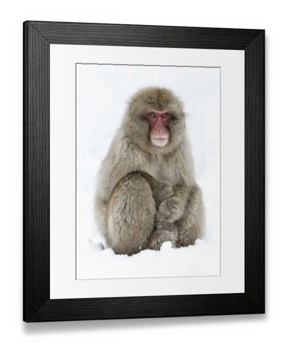 Framed Print : Japanese Macaque (Macaca fuscata) adult sitting in snow with hands stacked, Jigokudani Framed Print : Japanese Macaque (Macaca fuscata) adult sitting in snow with hands stacked, Jigokudani
