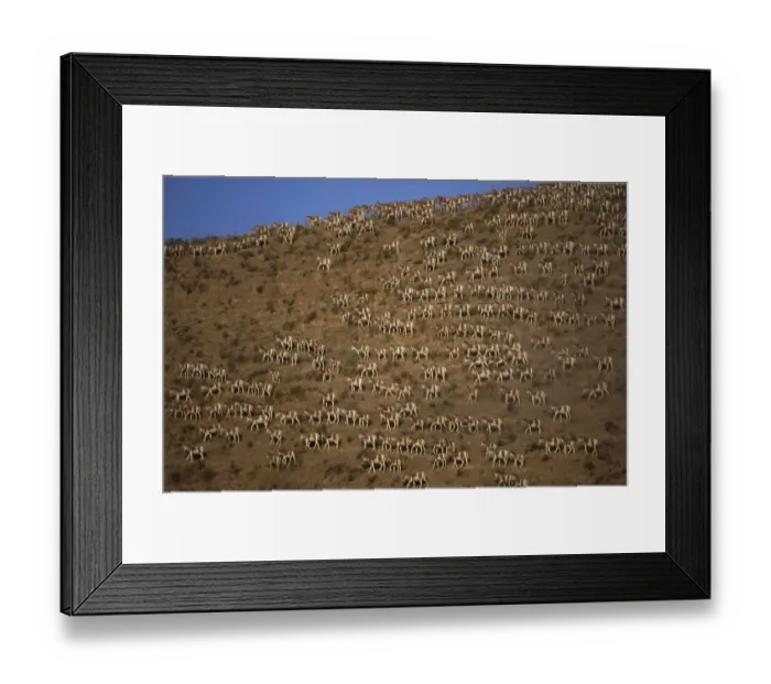 Framed Print : Turkmenian Wild Ass / Kulan (Equus hemionus kulan) Badkhyz, Turkmenistan. Endangered Framed Print : Turkmenian Wild Ass / Kulan (Equus hemionus kulan) Badkhyz, Turkmenistan. Endangered