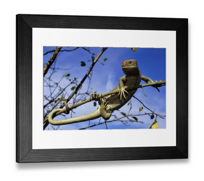 Framed Print : Solomon islands / large prehensile-tailed Skink (Corucia zebrata) climbing branch Framed Print : Solomon islands / large prehensile-tailed Skink (Corucia zebrata) climbing branch