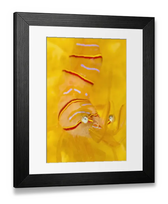 Framed Print : Candy stripe shrimp (Lebbeus grandimanus) on a yellow sponge. Browning Pass, Port Hardy Framed Print : Candy stripe shrimp (Lebbeus grandimanus) on a yellow sponge. Browning Pass, Port Hardy