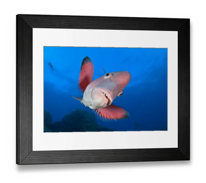 Framed Print : A portrait of a Mexican hogfish (Bodianus diplotaenia). Socorro Island, Revillagigedos, Mexico Framed Print : A portrait of a Mexican hogfish (Bodianus diplotaenia). Socorro Island, Revillagigedos, Mexico