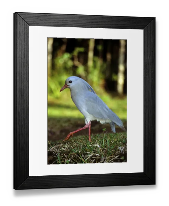 Framed Print : Kagu (Rhynochetos jubatus) profile, New Caledonia, endangered and endemic Framed Print : Kagu (Rhynochetos jubatus) profile, New Caledonia, endangered and endemic