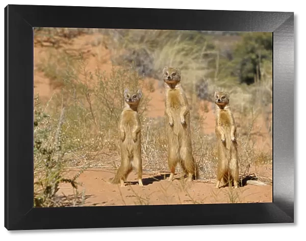 Yellow Mongooses (Cynictis penicillata) standing alert, Kgalagadi National Park