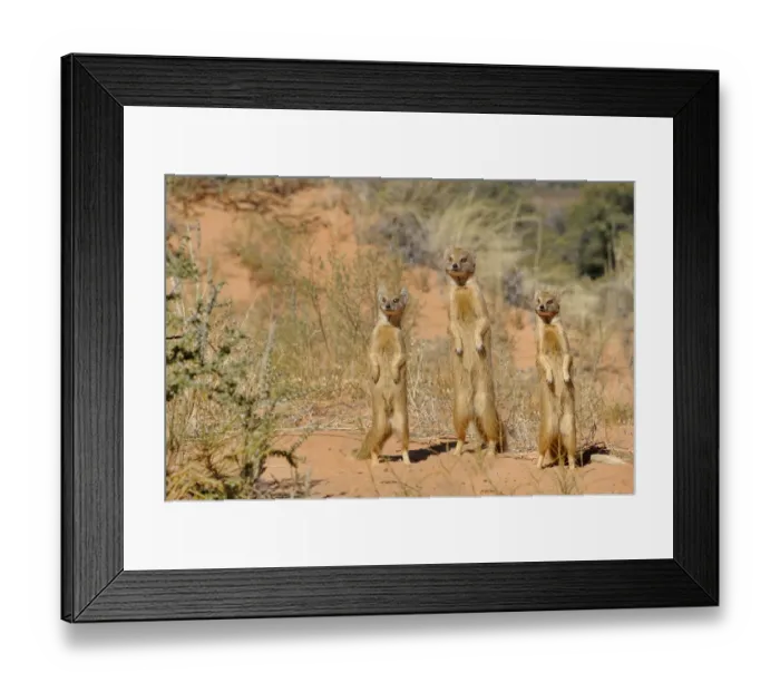 Framed Print : Yellow Mongooses (Cynictis penicillata) standing alert, Kgalagadi National Park Framed Print : Yellow Mongooses (Cynictis penicillata) standing alert, Kgalagadi National Park
