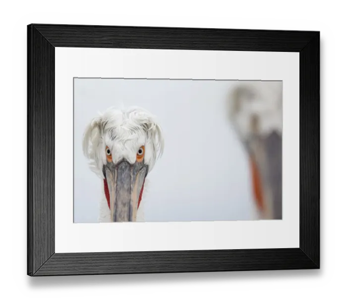 Framed Print : Dalmatian Pelican (Pelecanus crispus) portrait, Lake Kerkini, Greece Framed Print : Dalmatian Pelican (Pelecanus crispus) portrait, Lake Kerkini, Greece
