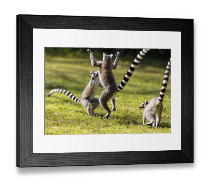Framed Print : Ringtailed Lemurs playing (Lemur catta) Nahampoana Reserve, South Madagascar, Africa Framed Print : Ringtailed Lemurs playing (Lemur catta) Nahampoana Reserve, South Madagascar, Africa