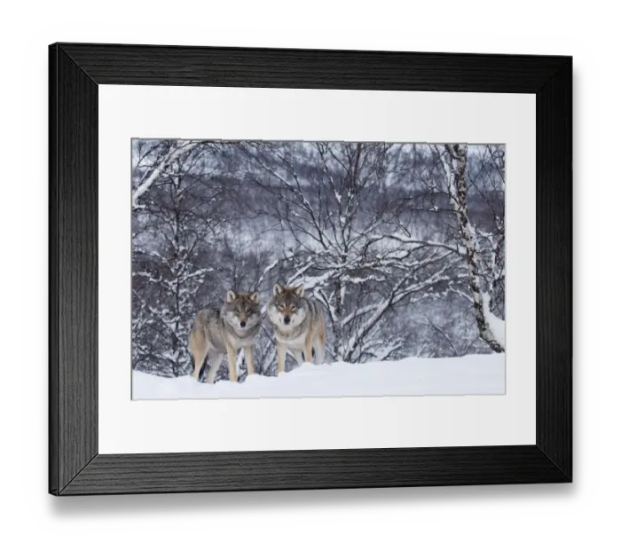 Framed Print : Two European grey wolves (Canis lupus) in woodland, captive, Norway, February Framed Print : Two European grey wolves (Canis lupus) in woodland, captive, Norway, February