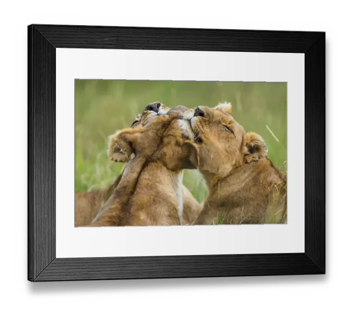 Framed Print : Lionesses (Panthera leo) grooming each other, Masai-Mara Game Reserve, Kenya Framed Print : Lionesses (Panthera leo) grooming each other, Masai-Mara Game Reserve, Kenya