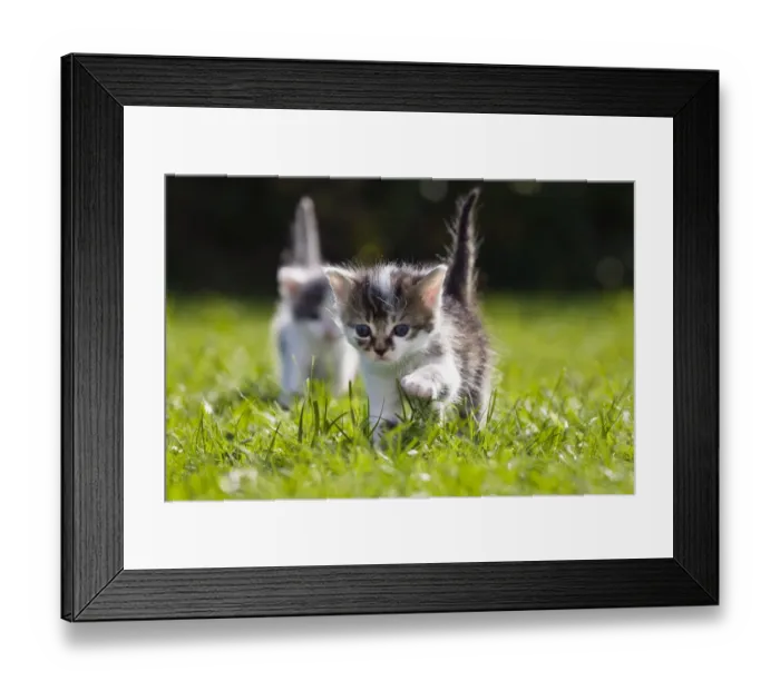 Framed Print : Kittens exploring garden lawn, Germany Framed Print : Kittens exploring garden lawn, Germany